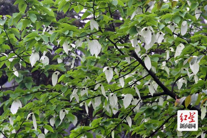 點擊查看高清原圖