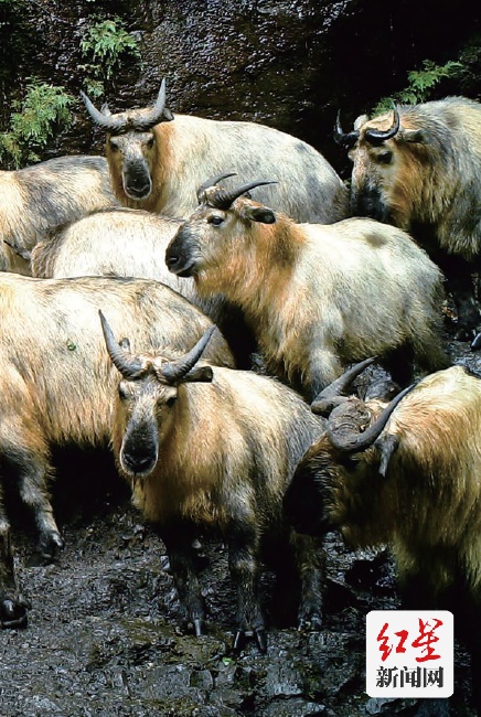 點擊查看高清原圖 點擊查看高清原圖