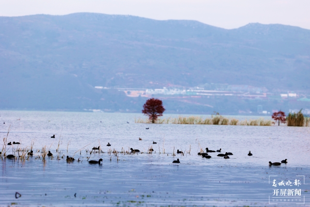 開屏策劃|冬至云南—星云湖白骨頂雞(開屏新聞記者及通訊員 攝)