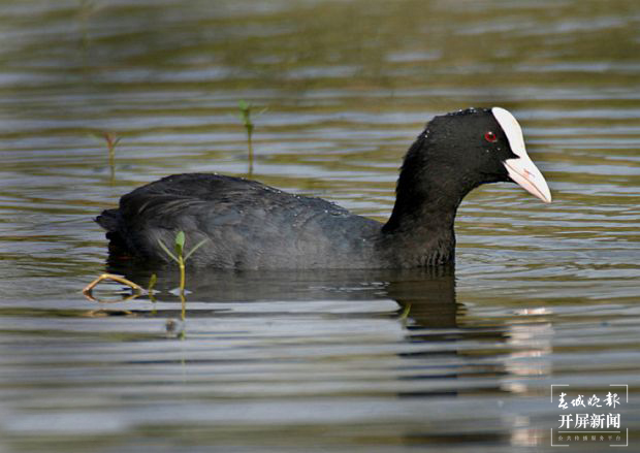 開屏策劃|冬至云南—星云湖白骨頂雞(開屏新聞記者及通訊員 攝)
