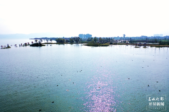 開屏策劃|冬至云南—星云湖白骨頂雞(開屏新聞記者及通訊員 攝)