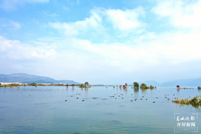 開屏策劃|冬至云南—星云湖白骨頂雞(開屏新聞記者及通訊員 攝)