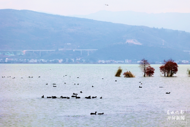 開屏策劃|冬至云南—星云湖白骨頂雞(開屏新聞記者及通訊員 攝)