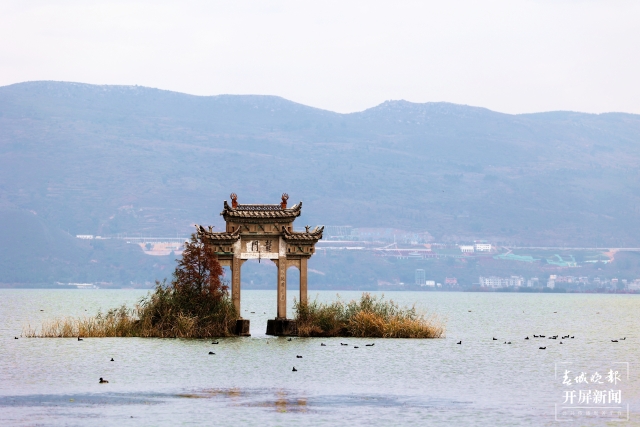 開屏策劃|冬至云南—星云湖白骨頂雞(開屏新聞記者及通訊員 攝)