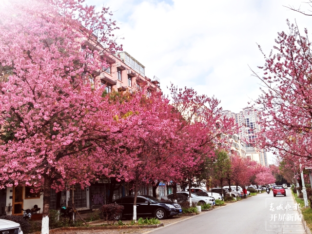 開屏策劃|冬至云南—曲靖櫻花(開屏新聞記者及通訊員 攝)