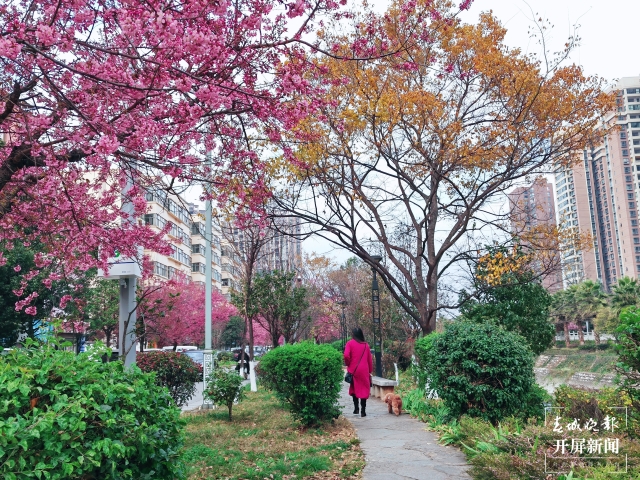開屏策劃|冬至云南—曲靖櫻花(開屏新聞記者及通訊員 攝)