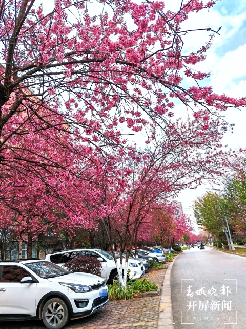 開屏策劃|冬至云南—曲靖櫻花(開屏新聞記者及通訊員 攝)