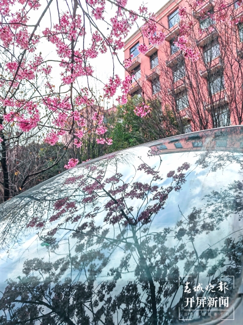 開屏策劃|冬至云南—曲靖櫻花(開屏新聞記者及通訊員 攝)