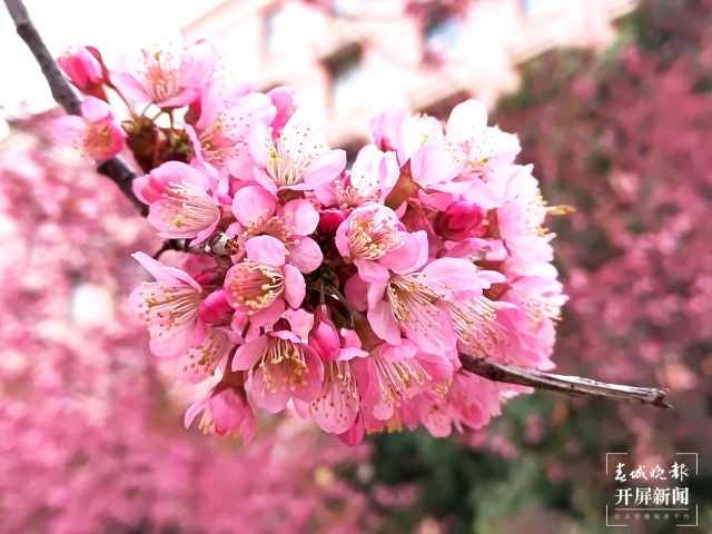 開屏策劃|冬至云南—曲靖櫻花(開屏新聞記者及通訊員 攝)