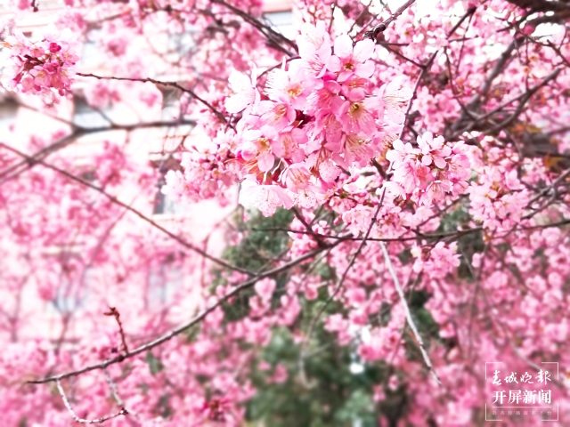 開屏策劃|冬至云南—曲靖櫻花(開屏新聞記者及通訊員 攝)