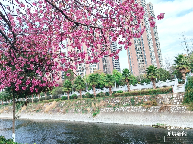 開屏策劃|冬至云南—曲靖櫻花(開屏新聞記者及通訊員 攝)