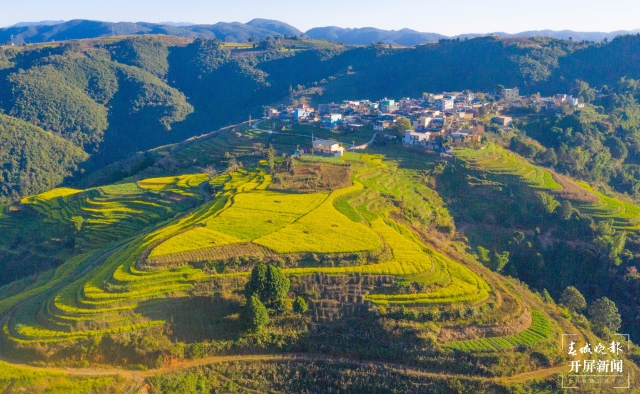 開屏策劃|冬至云南—元江油菜花(開屏新聞記者及通訊員 攝)