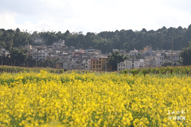 開屏策劃|冬至云南—元江油菜花(開屏新聞記者及通訊員 攝)
