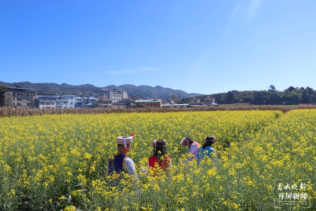 開屏策劃|冬至云南—元江油菜花(開屏新聞記者及通訊員 攝)