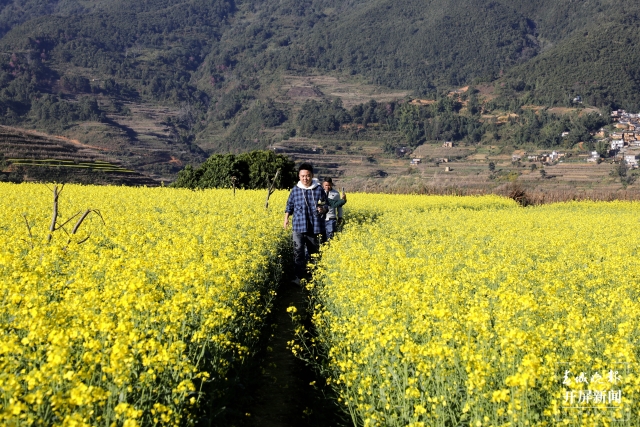 開屏策劃|冬至云南—元江油菜花(開屏新聞記者及通訊員 攝)