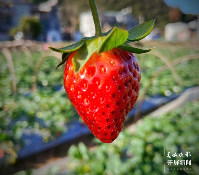 開屏策劃|冬至云南—峨山草莓(開屏新聞記者及通訊員 攝)