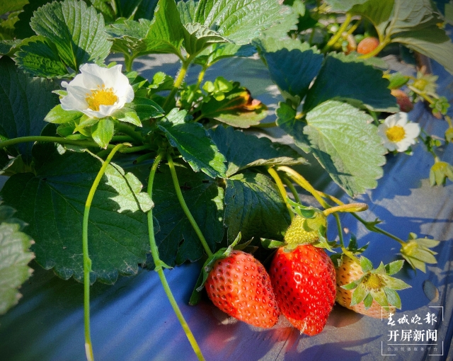 開屏策劃|冬至云南—峨山草莓(開屏新聞記者及通訊員 攝)