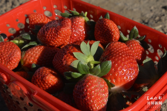 開屏策劃|冬至云南—峨山草莓(開屏新聞記者及通訊員 攝)