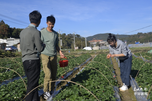 開屏策劃|冬至云南—峨山草莓(開屏新聞記者及通訊員 攝)