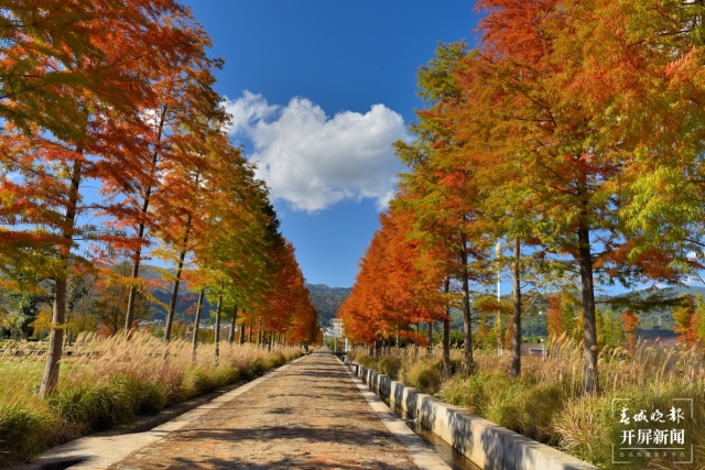 開屏策劃|冬至云南—保山昌寧落羽杉(開屏新聞記者及通訊員 攝)