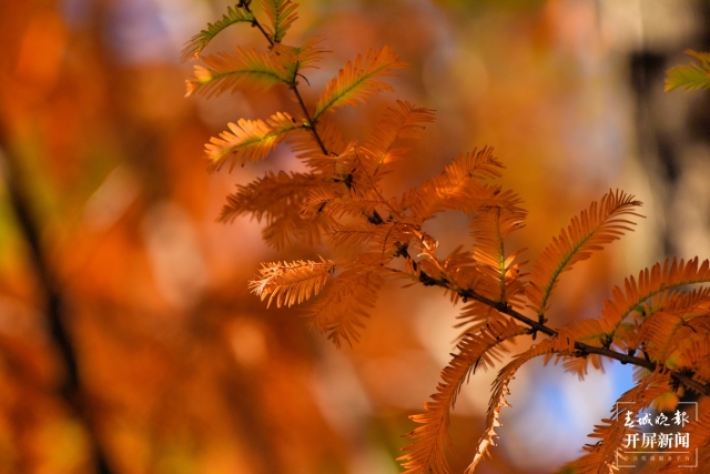 開屏策劃|冬至云南—保山昌寧落羽杉(開屏新聞記者及通訊員 攝)