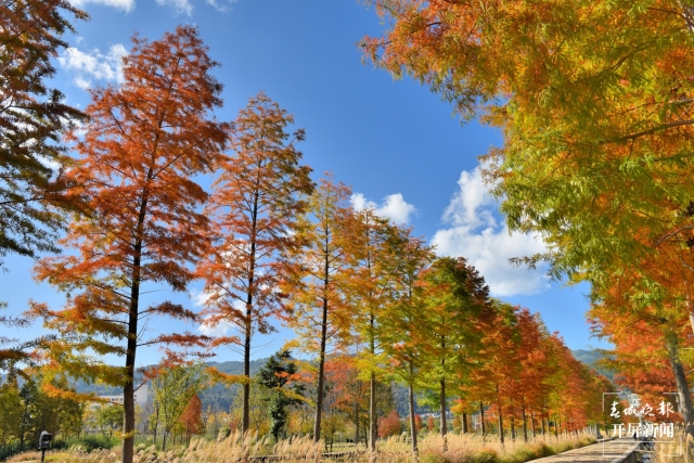 開屏策劃|冬至云南—保山昌寧落羽杉(開屏新聞記者及通訊員 攝)