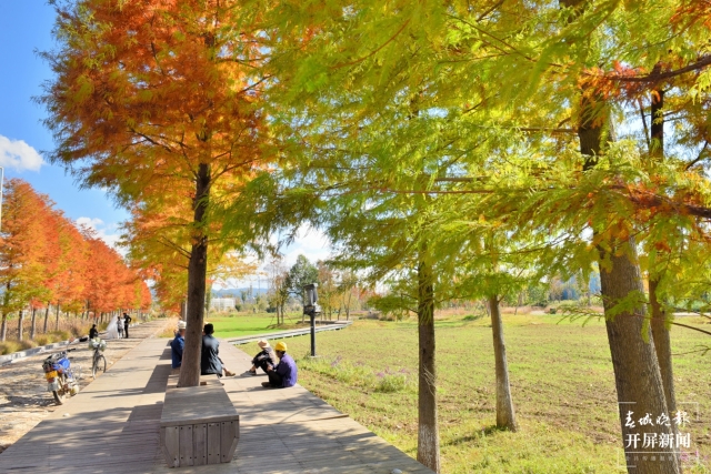 開屏策劃|冬至云南—保山昌寧落羽杉(開屏新聞記者及通訊員 攝)