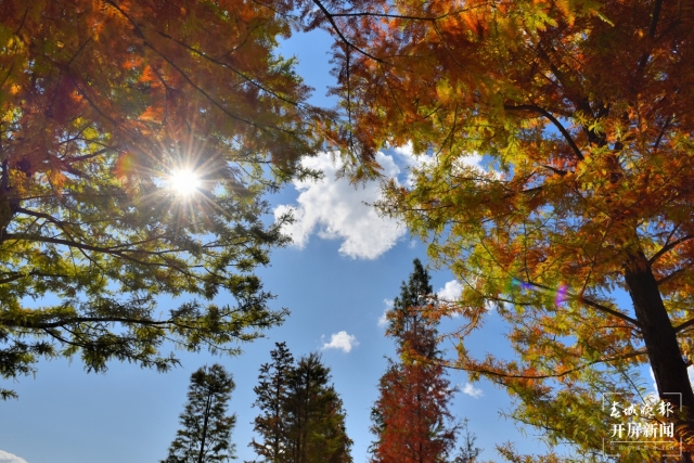開屏策劃|冬至云南—保山昌寧落羽杉(開屏新聞記者及通訊員 攝)