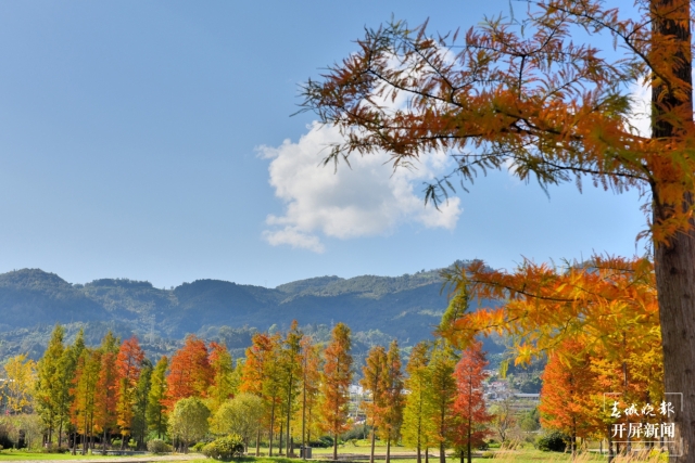 開屏策劃|冬至云南—保山昌寧落羽杉(開屏新聞記者及通訊員 攝)