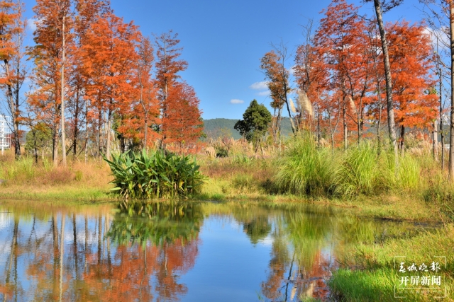 開屏策劃|冬至云南—保山昌寧落羽杉(開屏新聞記者及通訊員 攝)