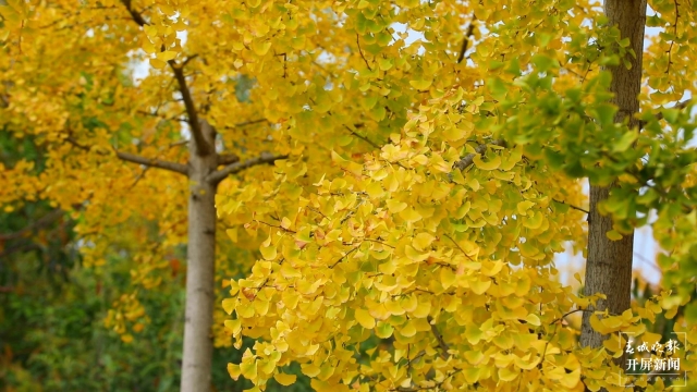 開屏策劃|冬至云南—保山施甸(開屏新聞記者及通訊員 攝)