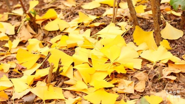 開屏策劃|冬至云南—保山施甸(開屏新聞記者及通訊員 攝)