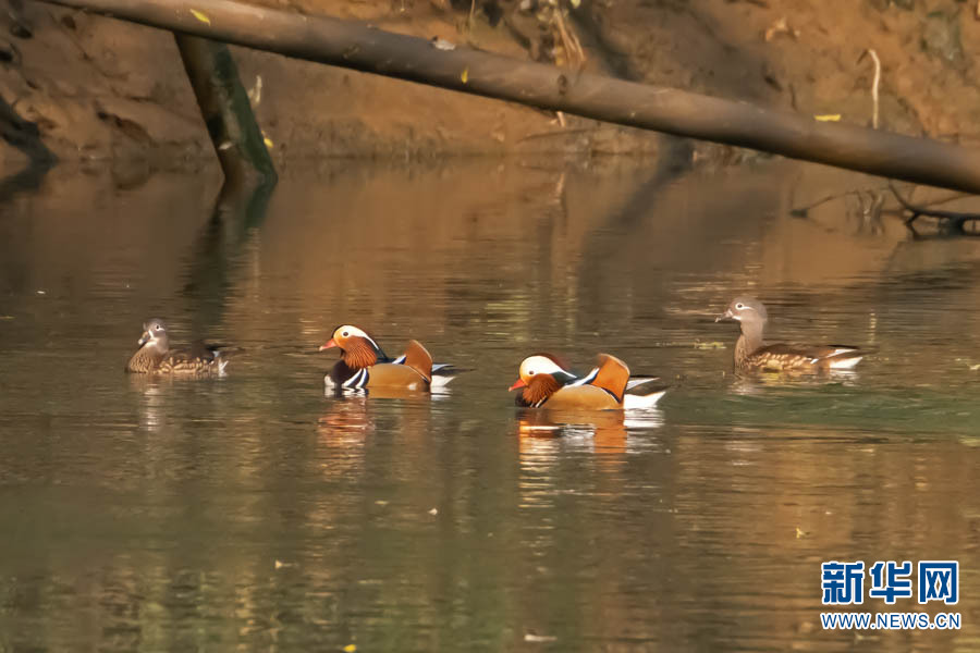 1310389081_16403066708021n