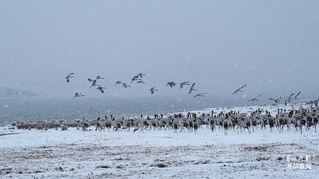雨雪紛紛！昭通大山包1700多只黑頸鶴“畫”出唯美水墨畫（通訊員 吳太平 鄭遠(yuǎn)見 陳光惠 攝）