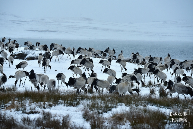 雨雪紛紛！昭通大山包1700多只黑頸鶴“畫”出唯美水墨畫（通訊員 吳太平 鄭遠(yuǎn)見 陳光惠 攝）