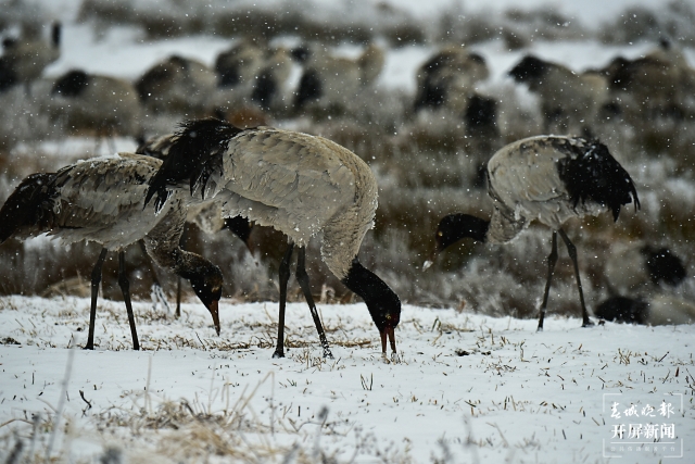 雨雪紛紛！昭通大山包1700多只黑頸鶴“畫”出唯美水墨畫（通訊員 吳太平 鄭遠(yuǎn)見 陳光惠 攝）