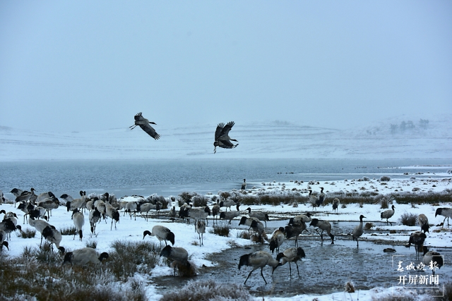 雨雪紛紛！昭通大山包1700多只黑頸鶴“畫”出唯美水墨畫（通訊員 吳太平 鄭遠(yuǎn)見 陳光惠 攝）