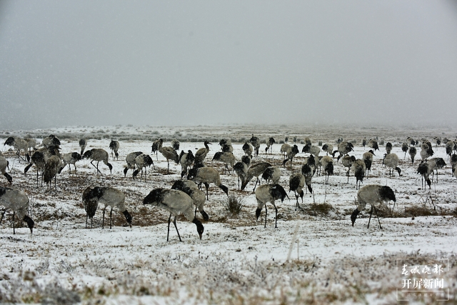 雨雪紛紛！昭通大山包1700多只黑頸鶴“畫”出唯美水墨畫（通訊員 吳太平 鄭遠(yuǎn)見 陳光惠 攝）