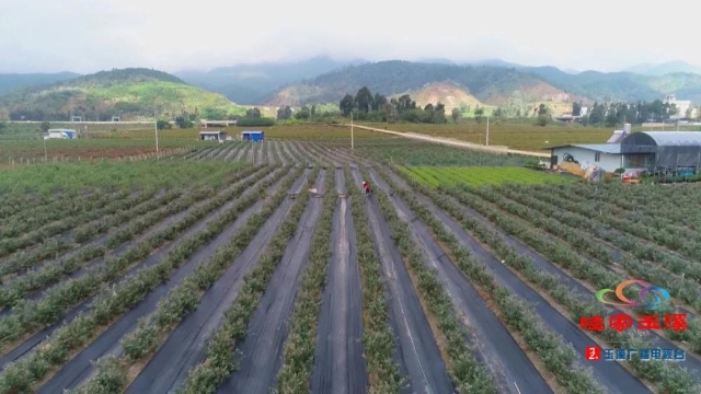 美味“藍(lán)”不住，玉溪澄江藍(lán)莓走俏市場！