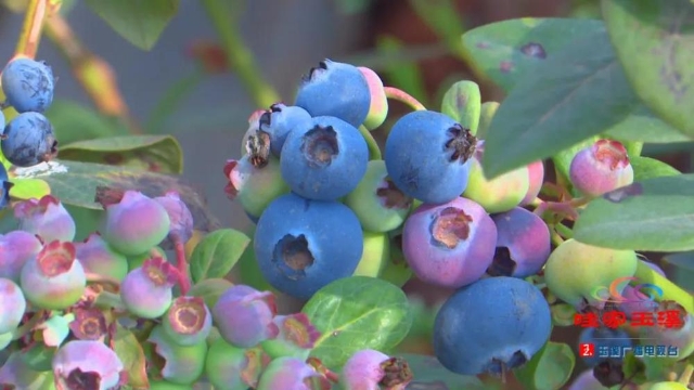 美味“藍(lán)”不住，玉溪澄江藍(lán)莓走俏市場！
