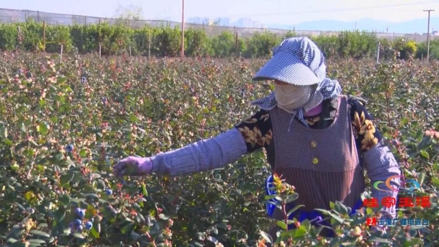 美味“藍(lán)”不住，玉溪澄江藍(lán)莓走俏市場！