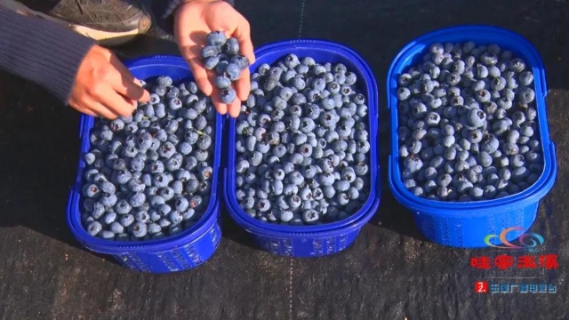 美味“藍(lán)”不住，玉溪澄江藍(lán)莓走俏市場！