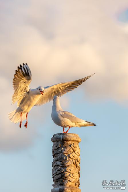 w2hlec446ud w2hlec446ud