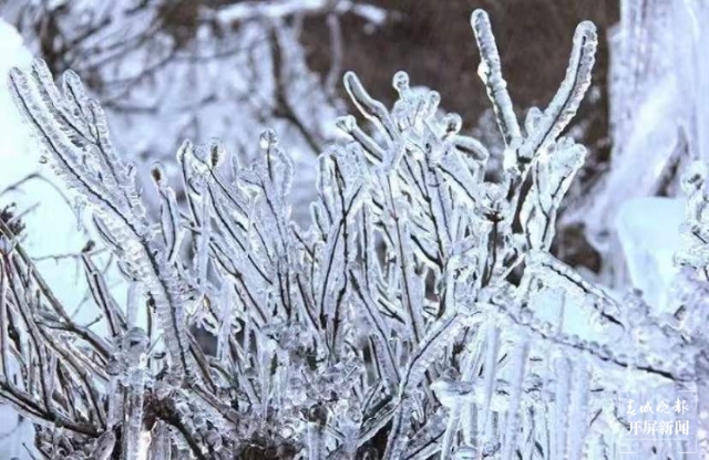 昭通雪景(開屏新聞?dòng)浾?申時(shí)勛 通訊員 白鳥 戴虞夢(mèng) 陳光惠 攝)