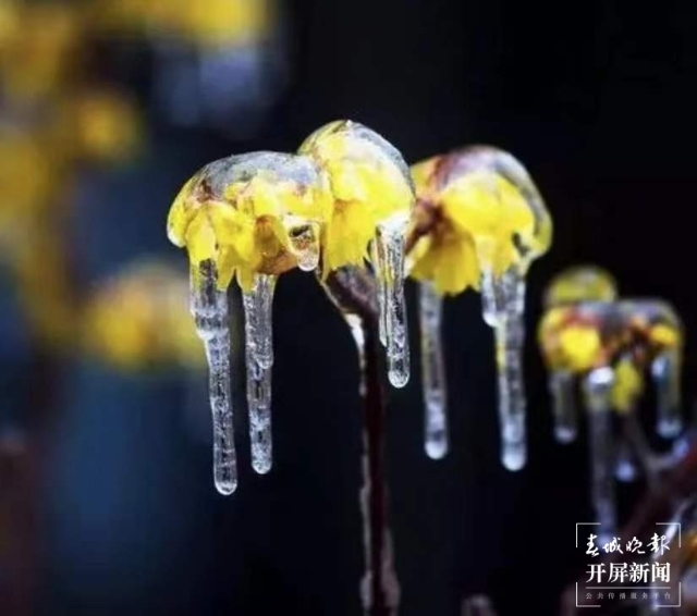 昭通雪景(開屏新聞?dòng)浾?申時(shí)勛 通訊員 白鳥 戴虞夢(mèng) 陳光惠 攝)