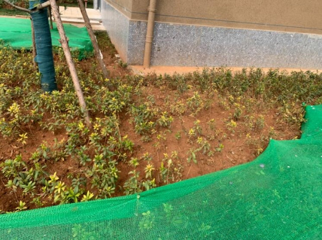 昆明首創(chuàng)禧悅春城交房（供圖）