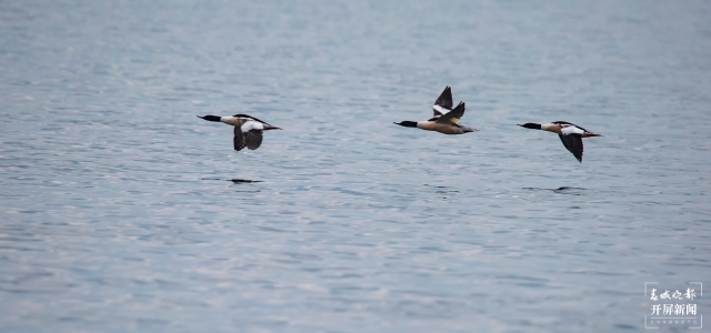 水清景美！玉溪撫仙湖飛來了100多只秋沙鴨（開屏新聞記者李春麗及通訊員攝））