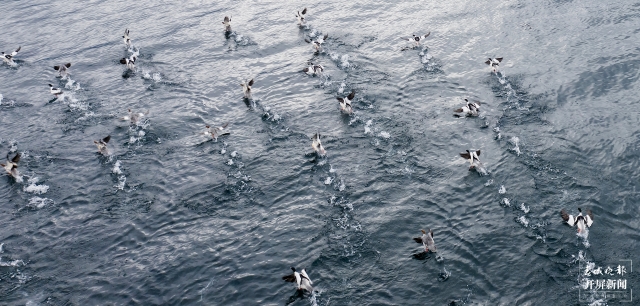 水清景美！玉溪撫仙湖飛來了100多只秋沙鴨（開屏新聞記者李春麗及通訊員攝））