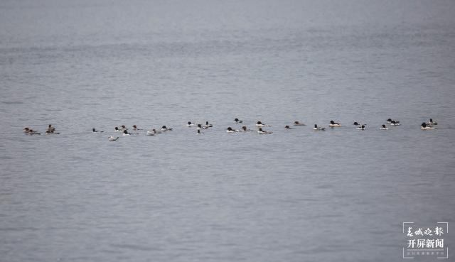 水清景美！玉溪撫仙湖飛來了100多只秋沙鴨（開屏新聞記者李春麗及通訊員攝））