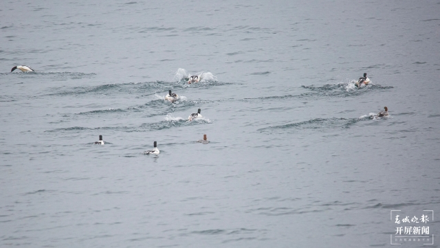 水清景美！玉溪撫仙湖飛來了100多只秋沙鴨（開屏新聞記者李春麗及通訊員攝））